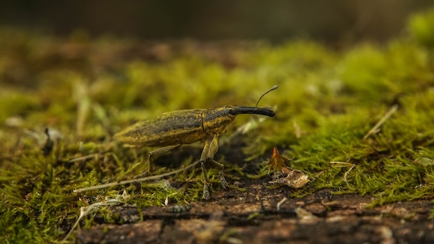 Yellow weevil walks along the moss, selective focus image