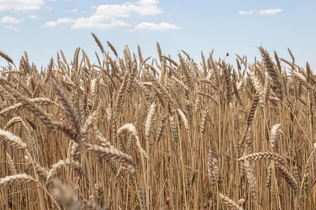 Yellow wheat field and blue sky in summer