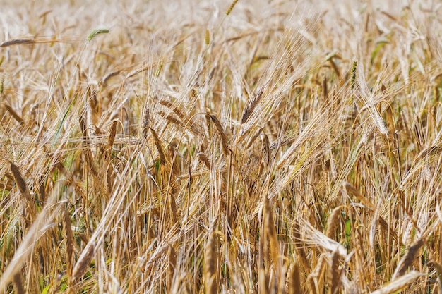 Yellow wheat field. Countryside scenery