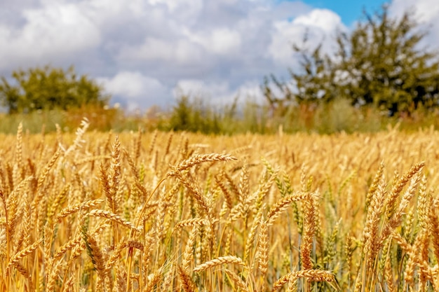 Yellow wheat field with ripe ears and trees and sky in the distance