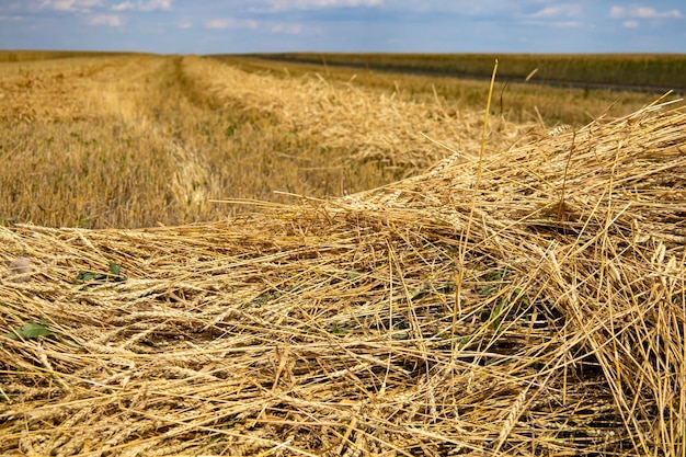 Yellow wheat fields, harvest time.