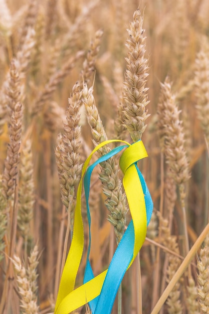 Yellow wheat growing in the summer field in sunny day Agriculture scene Fresh young ears closeup Spikelets of wheat Blue and yellow fabric ribbons Ukrainian patriotic symbols flag colors