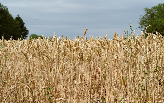 Yellow wheat spikelets in a field