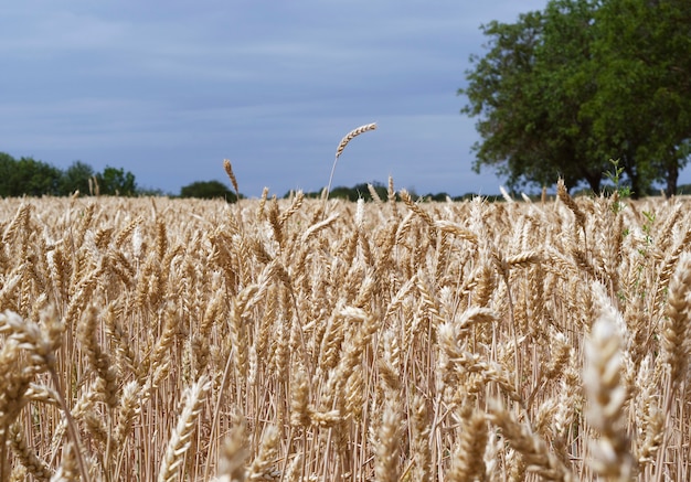 Yellow wheat spikelets in a field