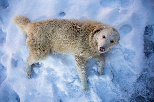 A yellow and white abandoned homeless dog lies sadly on the snow