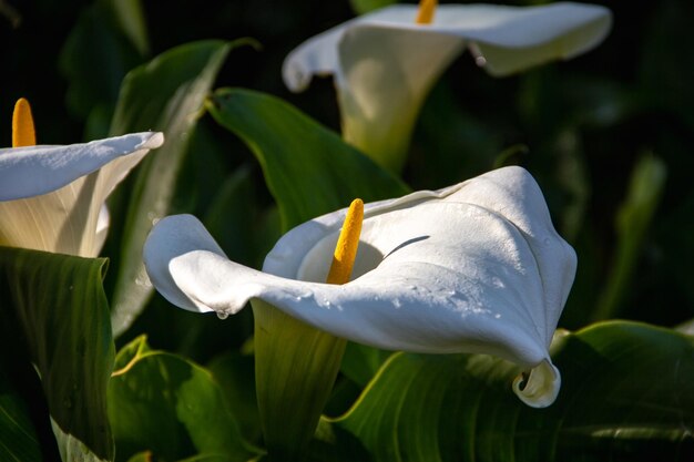 Yellow and white flower of Zantedeschia aethiopica blooming in spring Calla palustris Copy space