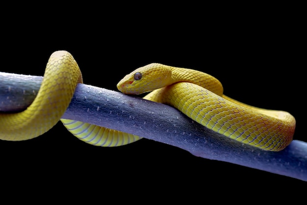 Yellow white-lipped pit viper on black background