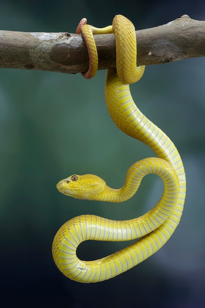 Yellow White-lipped Pit Viper closeup, Indonesian viper snake