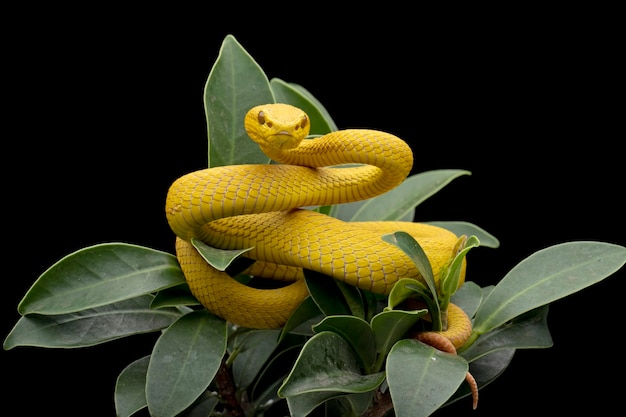 The Yellow White-lipped Pit Viper (Trimeresurus insularis) closeup on branch with black background