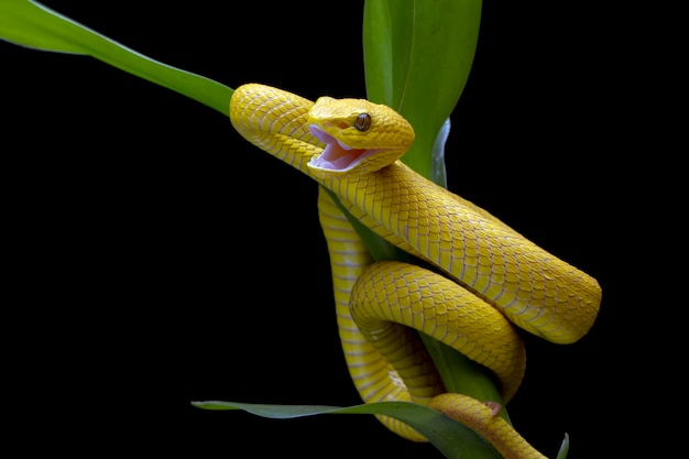 The Yellow White-lipped Pit Viper Trimeresurus insularis closeup on branch with black background