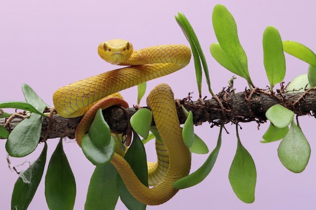 The Yellow White-lipped Pit Viper Trimeresurus insularis closeup on branch with isolated backgroun