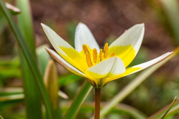 Yellow and White Tulip Tarda blossoming in garden on natural background