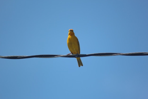 yellow wild bird