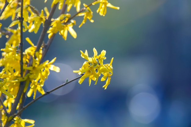 Yellow wild flowers in blurred background