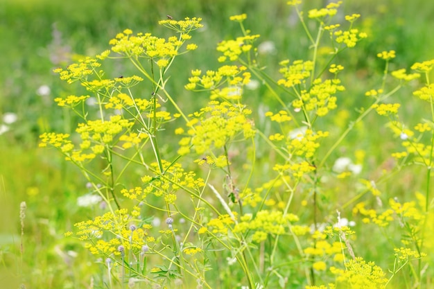 Yellow wild flowers on a field