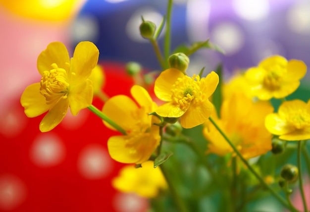 Yellow wild ranunculus flowers.