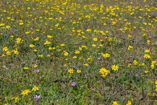 Yellow wild spring flowers on a meadow