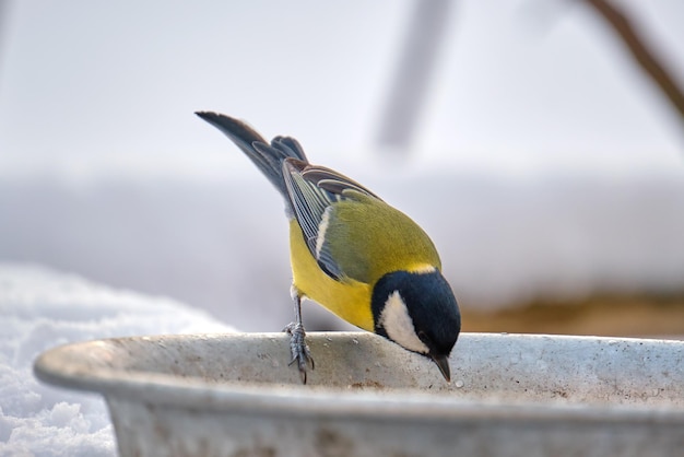 Yellow wild tit bird looking for food on cold winter day