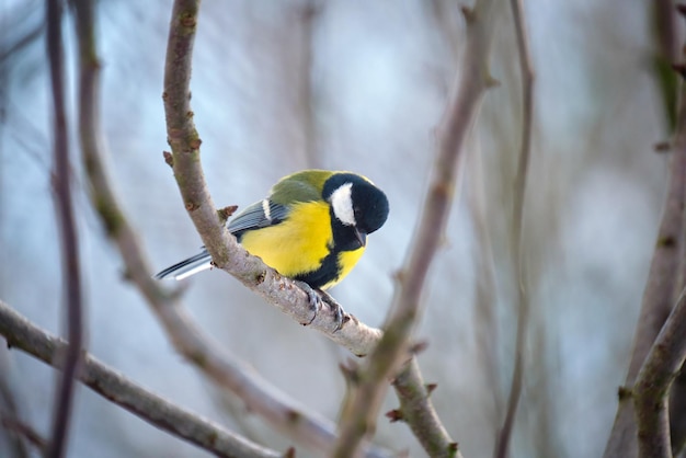 Yellow wild tit bird perching on tree branch on cold winter day