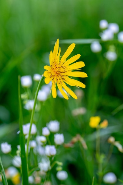 Yellow wildflower Rainkohl Gemeiner Rainkohl Common nipplewort Lapsana communis