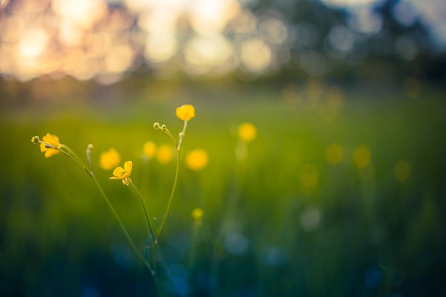 Yellow wildflowers in the forest on the lawn in the evening sunlight Field meadow landscape nature