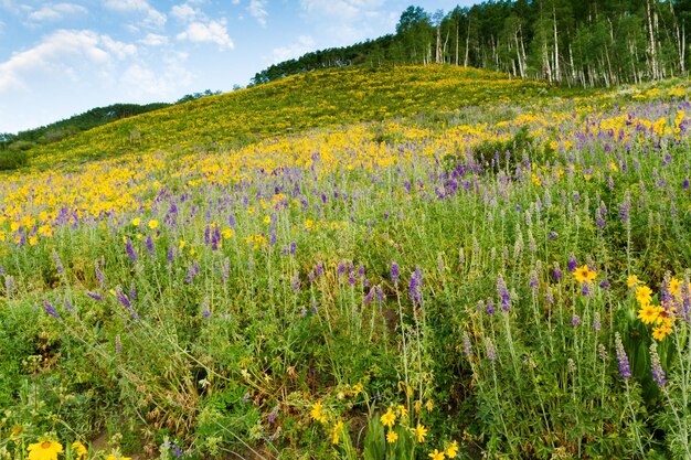 Yellow wildflowers in full bloom in the mountains.