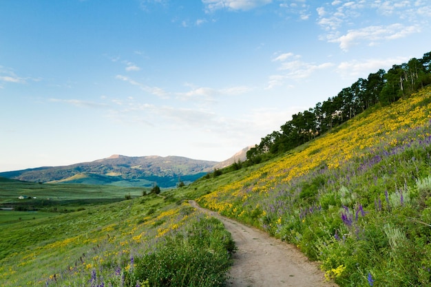 Yellow wildflowers in full bloom in the mountains.