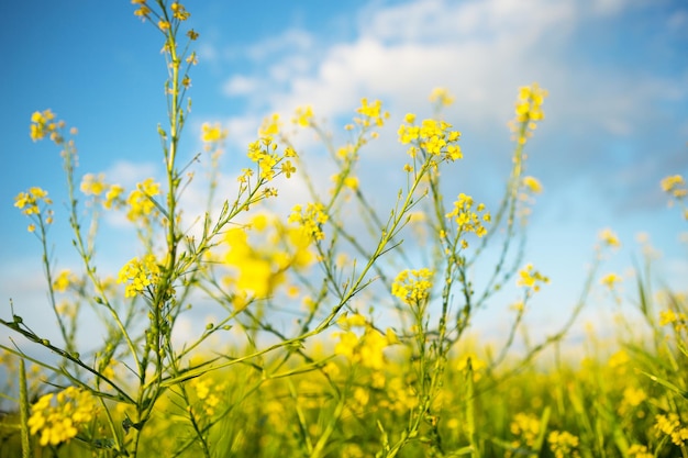 Yellow wildflowers of rapeseed buckwheat in summer against a blue sky Summer time spring flowering fragrance Cultivation of natural agriculture Sunny background freedom serenity