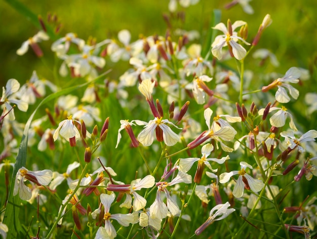 Yellow wildflowers in spring in Greece