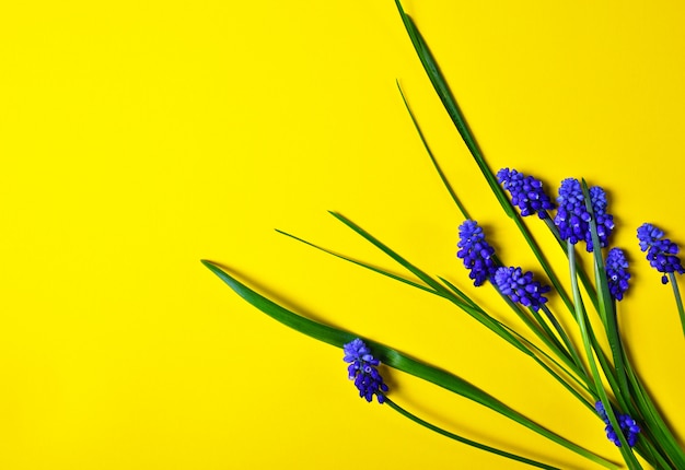 Yellow  with blue flowers, mouse hyacinth