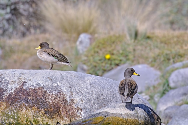 Yellowbilled Teal Anas flavirostris