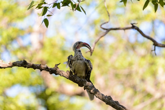 Yellowbilled Toko on the tree