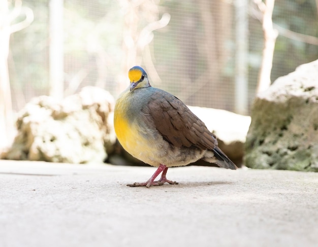 Yellowblue dove Gallicolumba tristigma rare birds