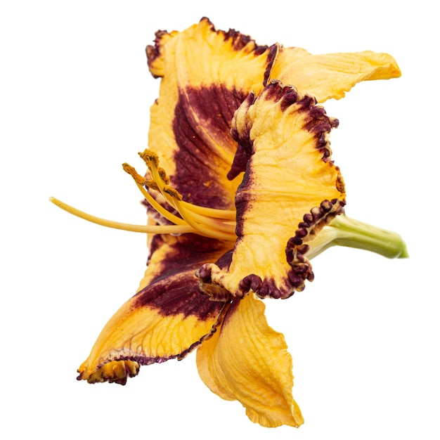 Yellowburgundy flower of daylily latHemerocallis isolated on white background