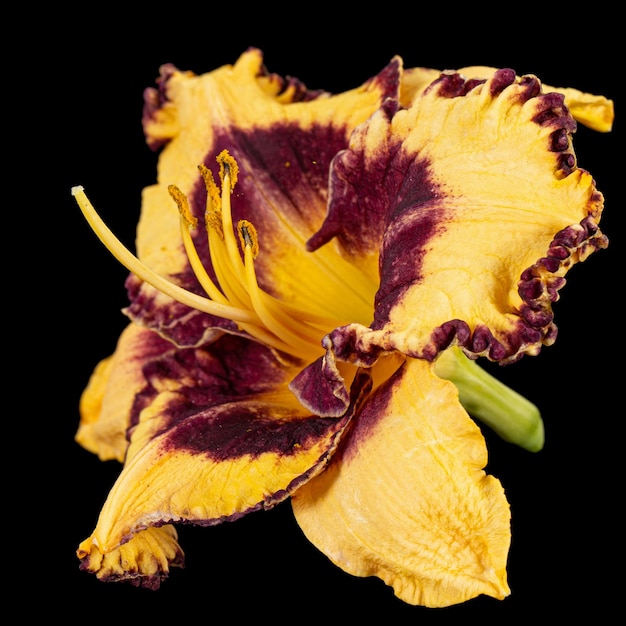 Yellowburgundy flower latHemerocallis isolated on black background