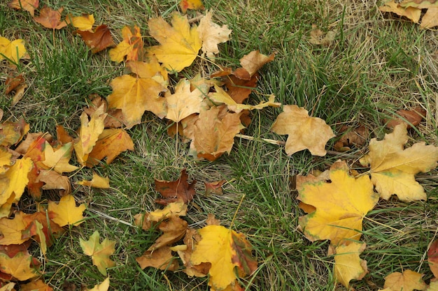 Yellowed autumn leaves lying on green grass