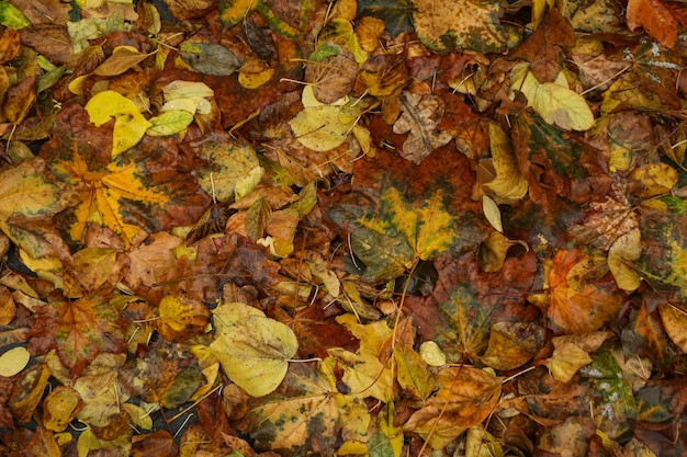 Yellowed autumn leaves on the road