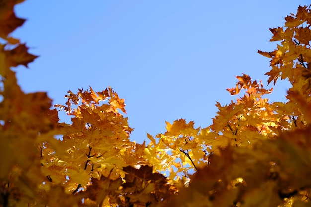 Yellowed autumn maple foliage against blue sky