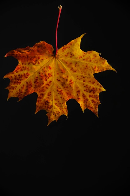 Yellowed autumn maple leaf black background