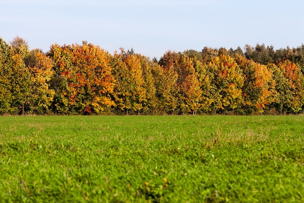 Yellowed and discolored trees growing on the edge of the forest