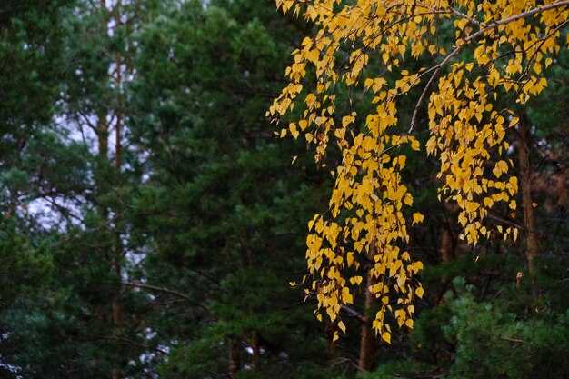 Yellowed foliage on birch branch against background green pines