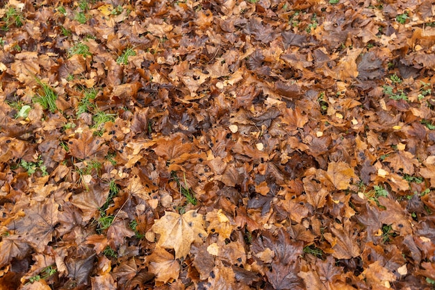 The yellowed foliage of deciduous trees that fell to the ground the ground is covered with orange foliage of maple and other trees in autumn