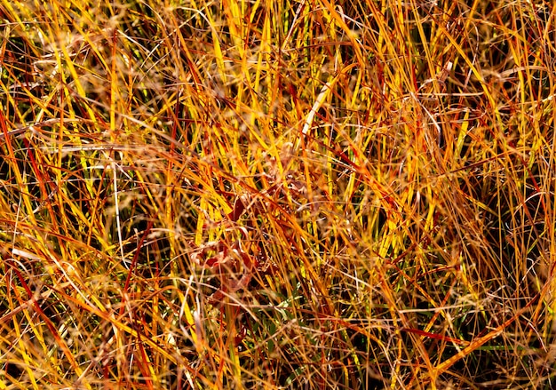 yellowed grass on a field in autumn