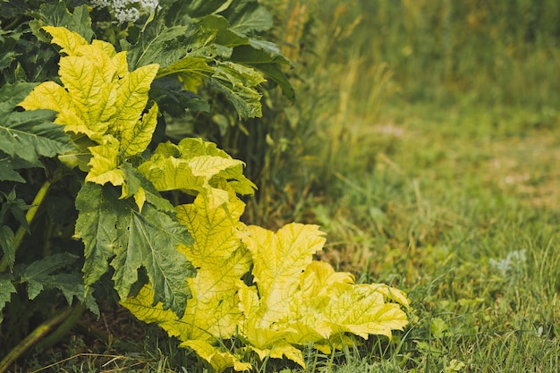 The yellowed leaves of physocarpus English in get prettier quality 1822