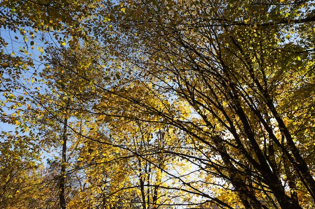 Yellowed maple foliage on trees in the autumn season