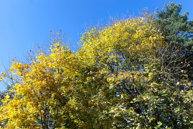 Yellowed maple foliage on trees in the autumn season