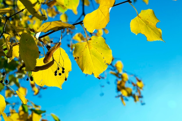 Yellowed maple leaves