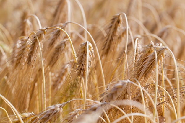 Yellowed rye field about the time of maturation