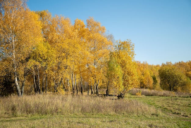 Yellowed trees in forest in sunny day golden autumn landscape