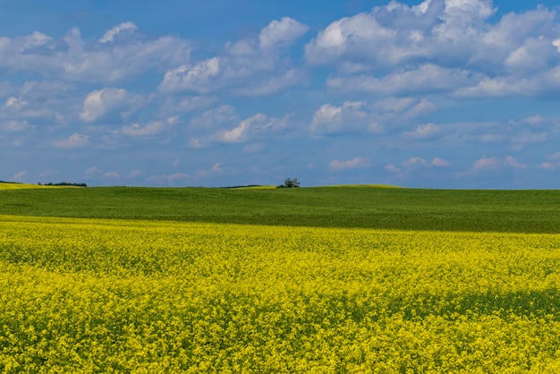 Yellowflowering rapeseed in the summer